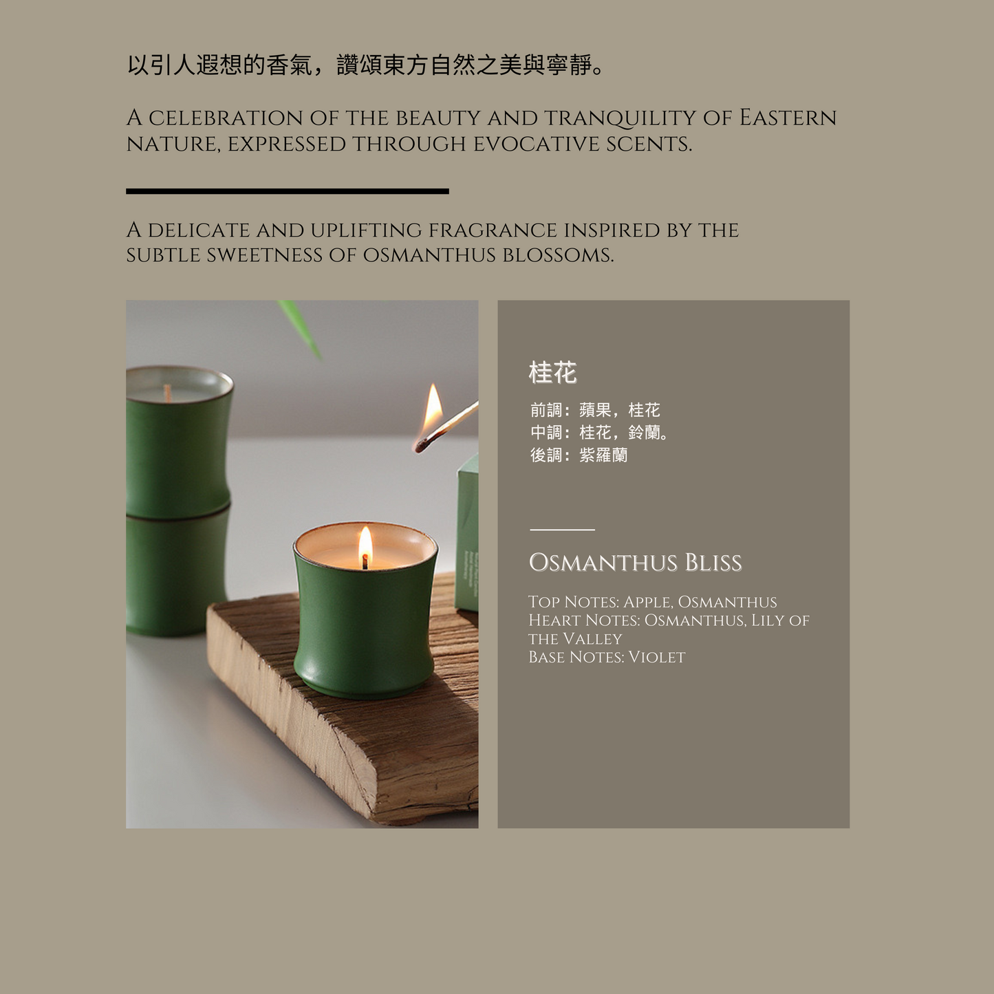 Osmanthus Bliss 桂花